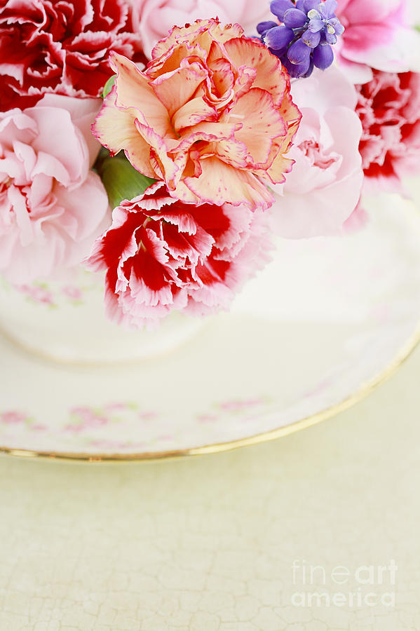Still Life Photograph - Carnations #1 by Stephanie Frey