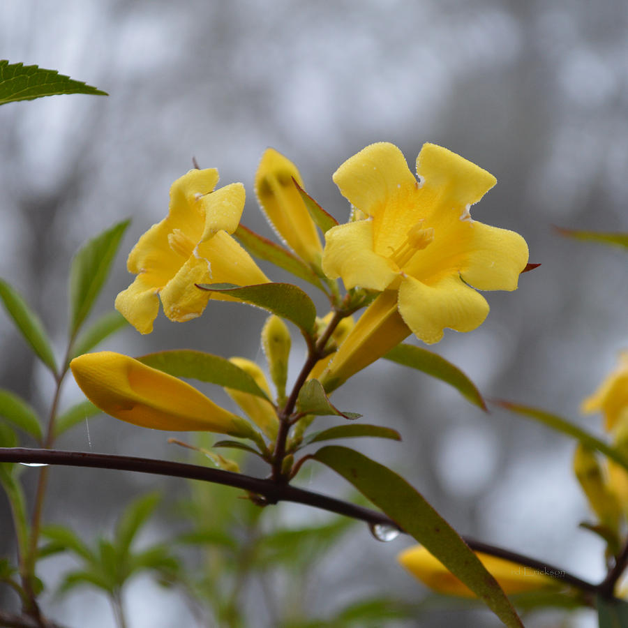 Carolina Jessamine - Gelsemium sempervirens Photograph by Roy Erickson ...