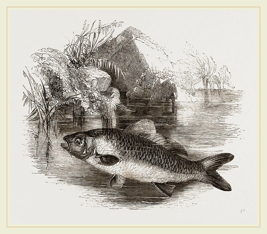 Carp Drawing by Litz Collection - Fine Art America