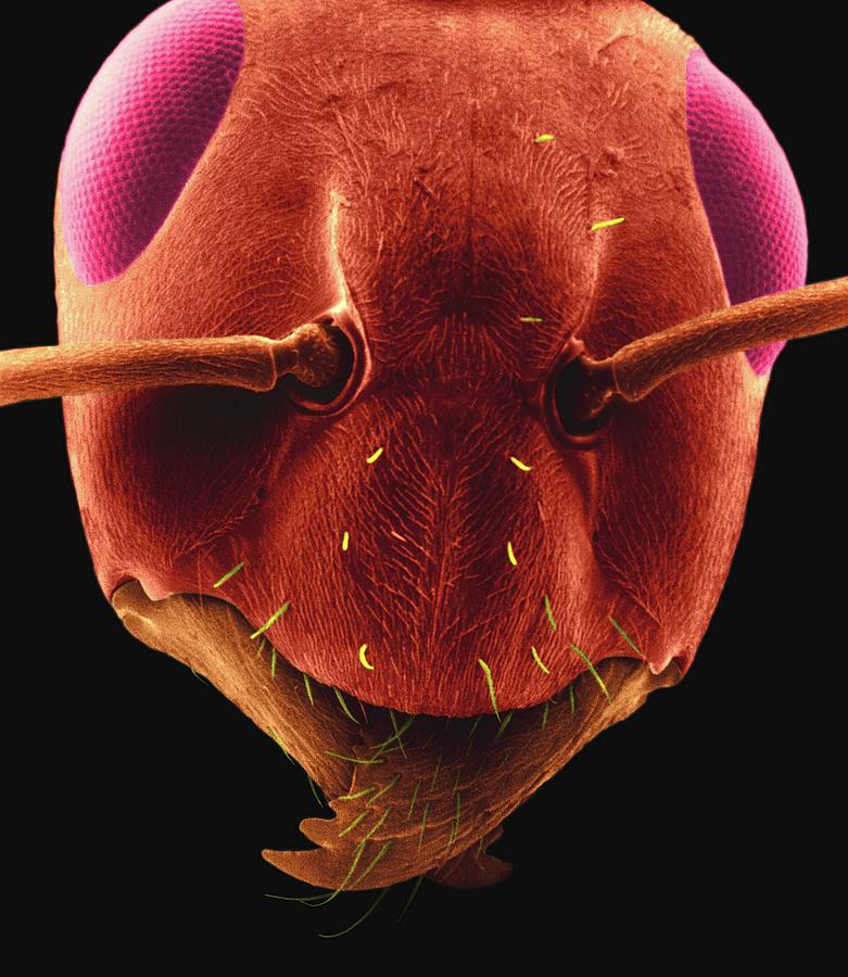 Carpenter Ant #1 Photograph by Dennis Kunkel Microscopy/science Photo Library