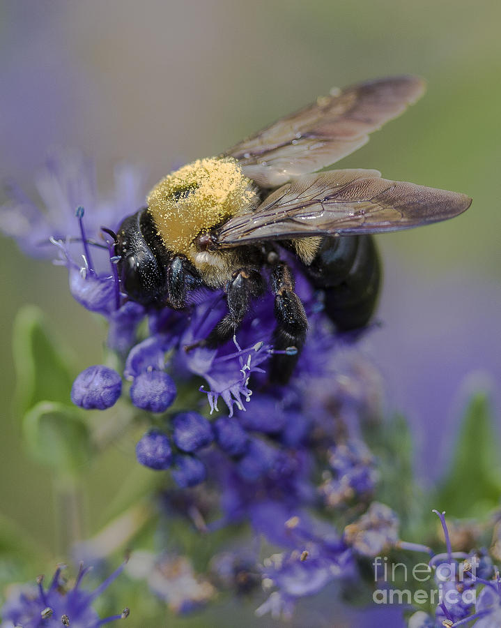 Carpenter Bee #1 Photograph by Ronald Lutz