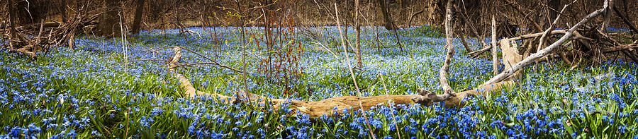 Carpet of blue flowers in spring forest 2 Photograph by Elena Elisseeva
