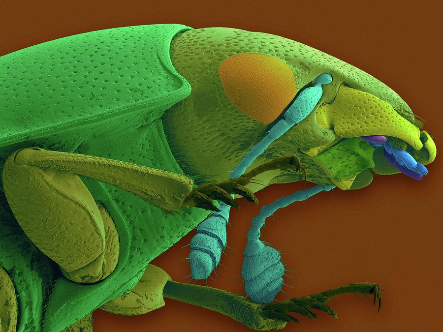 Insects Photograph - Carrion Beetle #1 by Dennis Kunkel Microscopy/science Photo Library