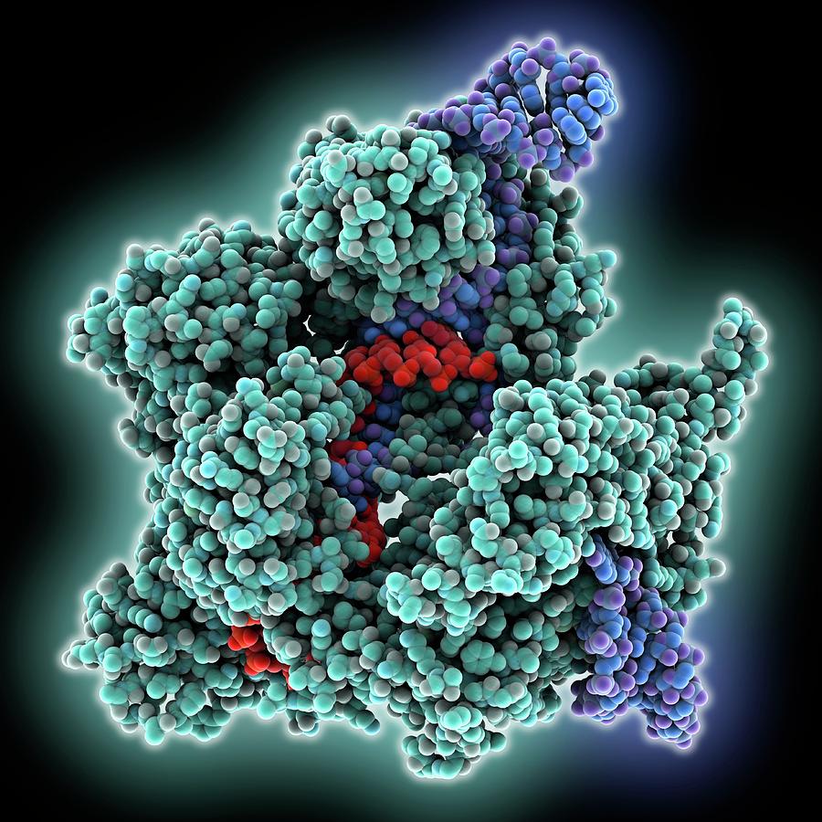 Cas9 In Complex With Guide Rna And Target Dna Photograph By Laguna ...