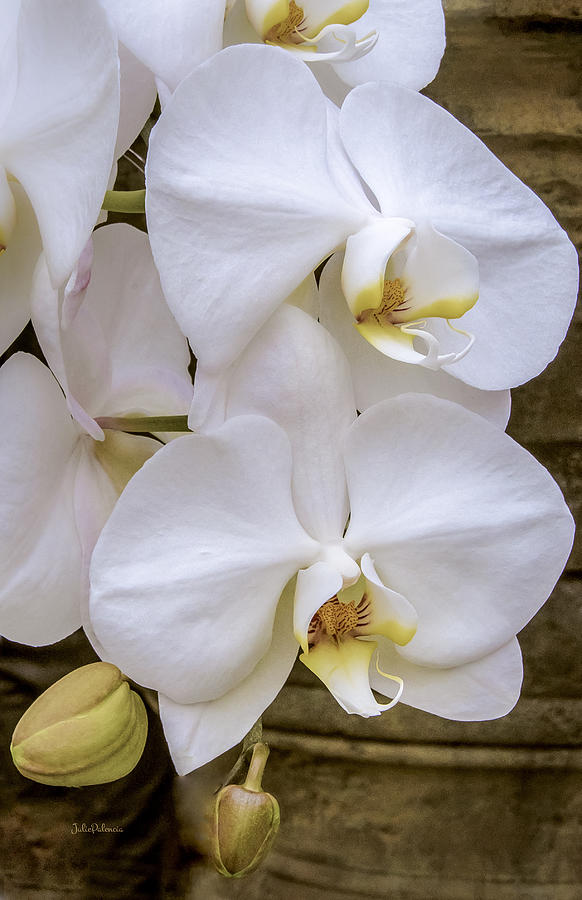 Nature Photograph - Cascade of White Orchids #2 by Julie Palencia
