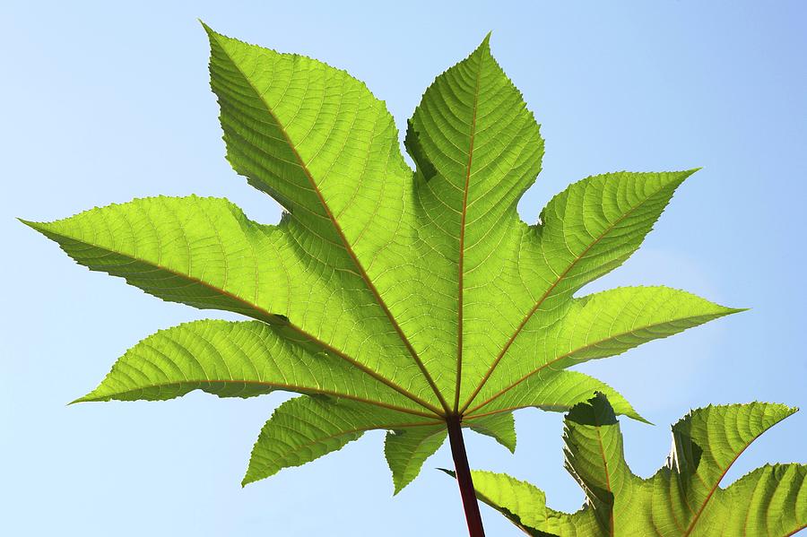 Castor Oil Plant (ricinus Communis) Leaf #1 Photograph by Michael ...