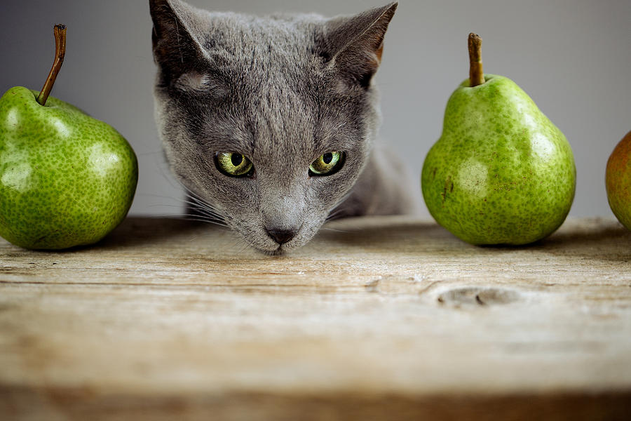 Pear Photograph - Cat and Pears #1 by Nailia Schwarz