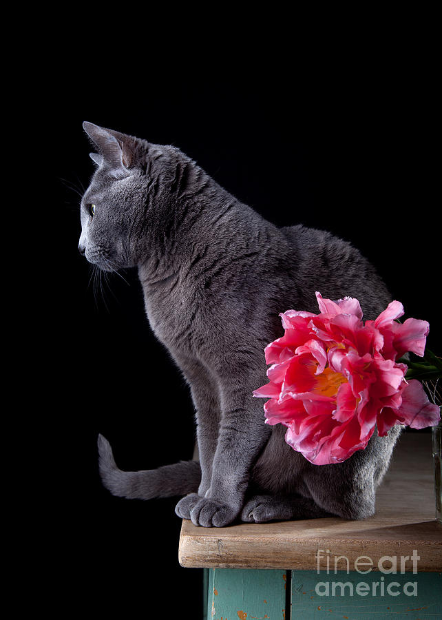 Cat Photograph - Cat and Tulip #1 by Nailia Schwarz