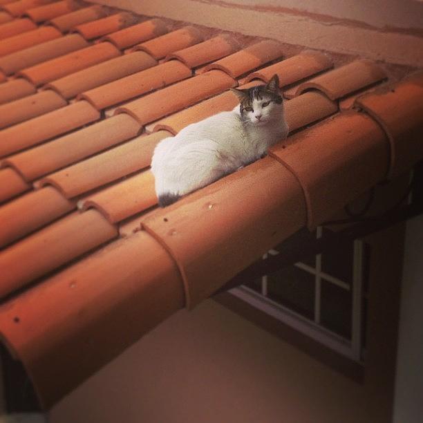 Animal Photograph - #cat #cats #tagsforlikes #catsagram by Ivette Velez Animal Photograph - #cat #cats #tagsforlikes #catsagram by Ivette Velez