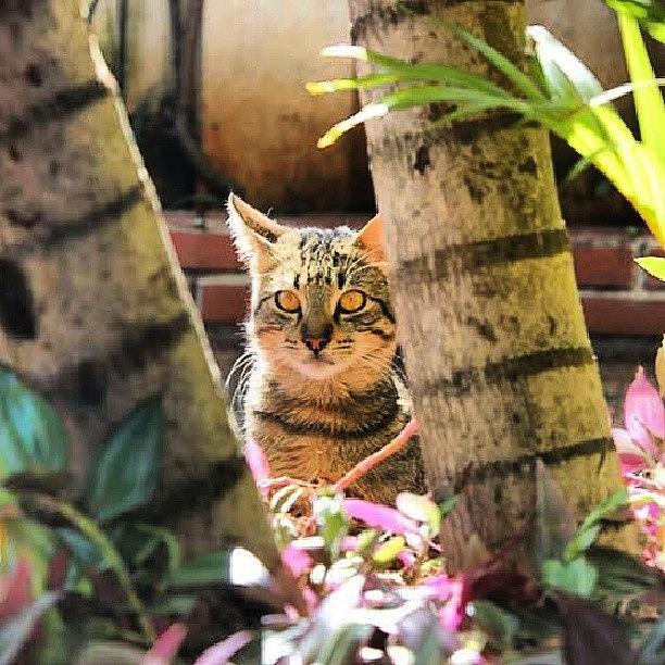 Animal Photograph - #cat #cats #tagsforlikes #catsagram #1 by Javier Ezequiel Gonzalez