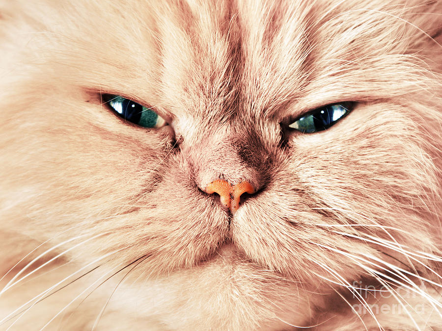  Cat  Face  Close  Up  Portrait Photograph by Michal Bednarek