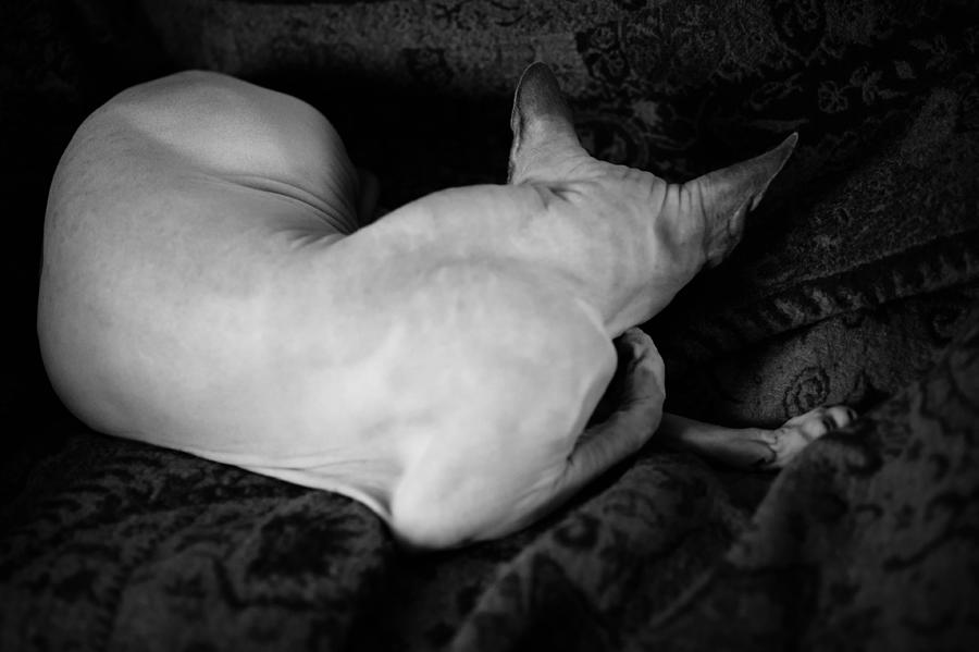 Cat Figure Study Photograph by Zina Zinchik