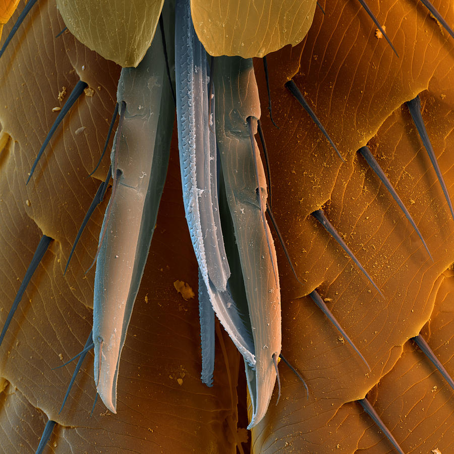 Cat Flea #1 Photograph by Eye of Science