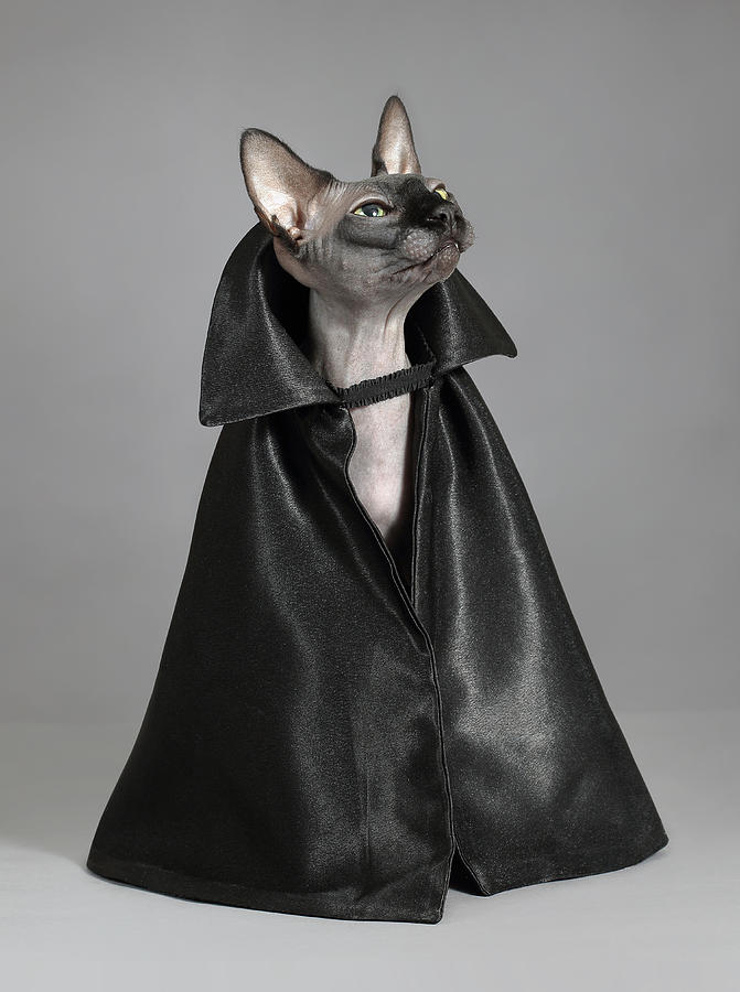Cat in a black cloak. #1 Photograph by Sergey Ryumin