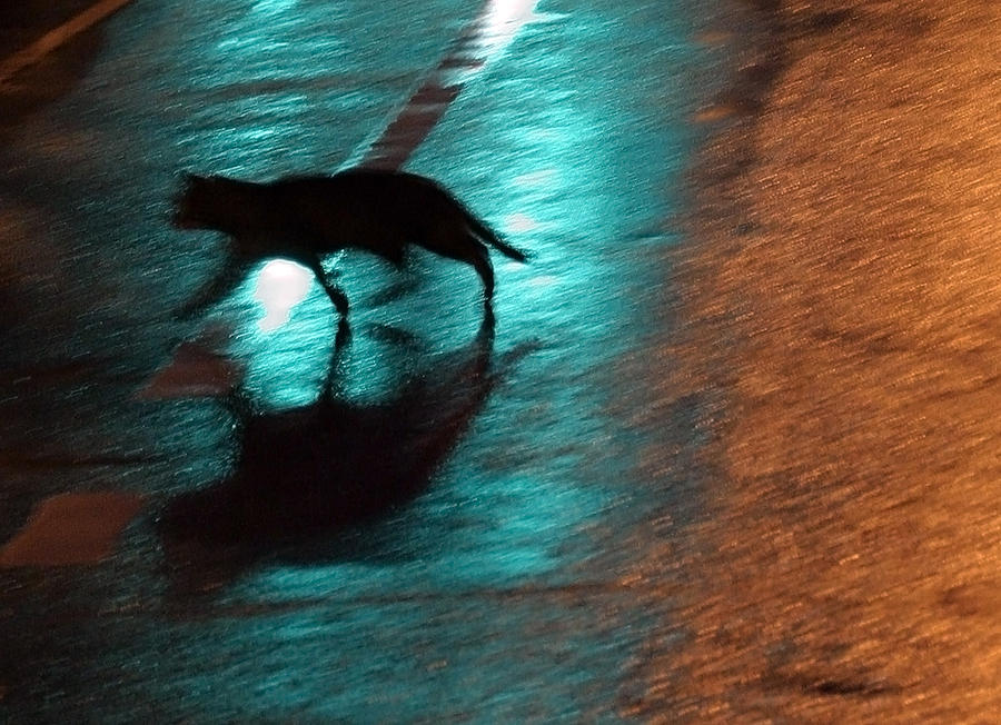 Cat In The Night Photograph by Cora Wandel