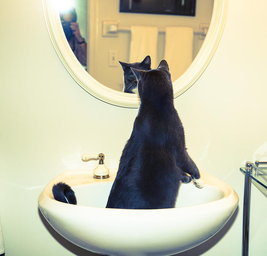 Cat in The Sink #2 Photograph by Susan Stone
