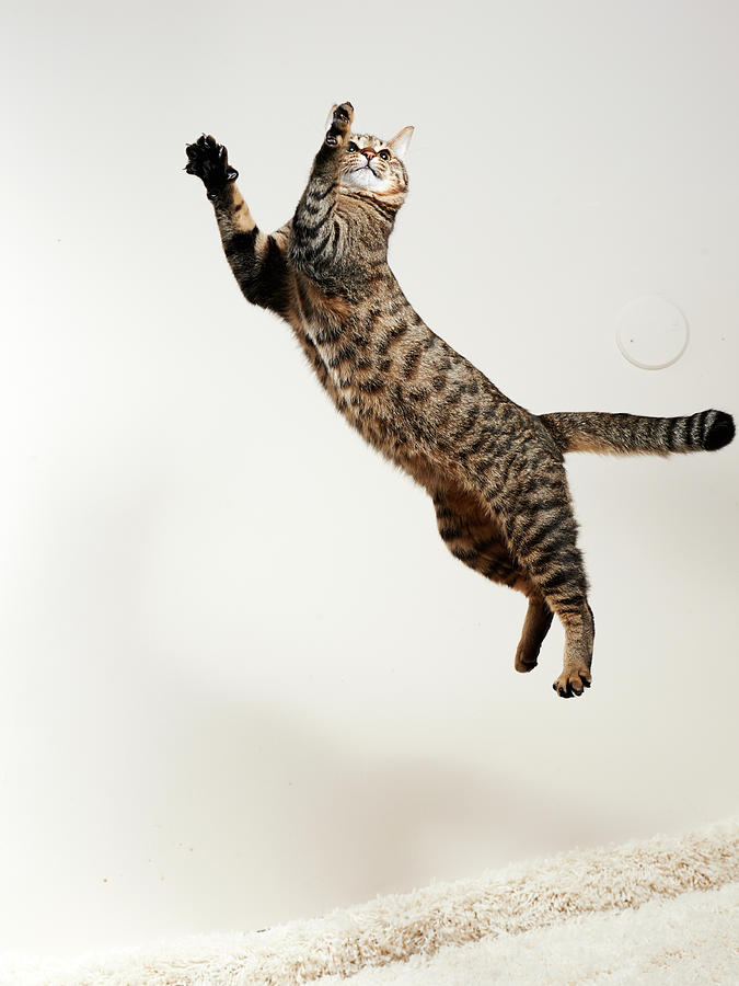 Cat Jumping #1 Photograph by Akimasa Harada