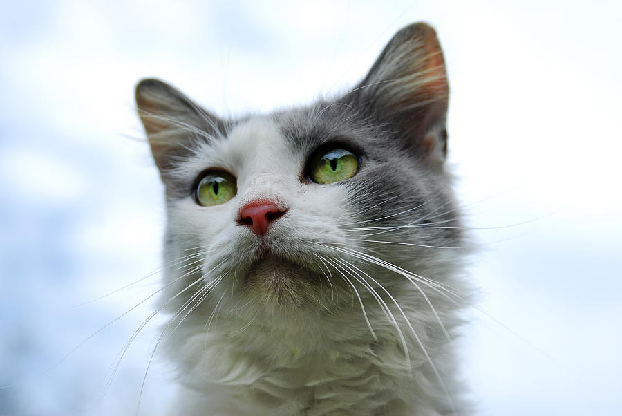 Cat #1 Photograph by Larah McElroy