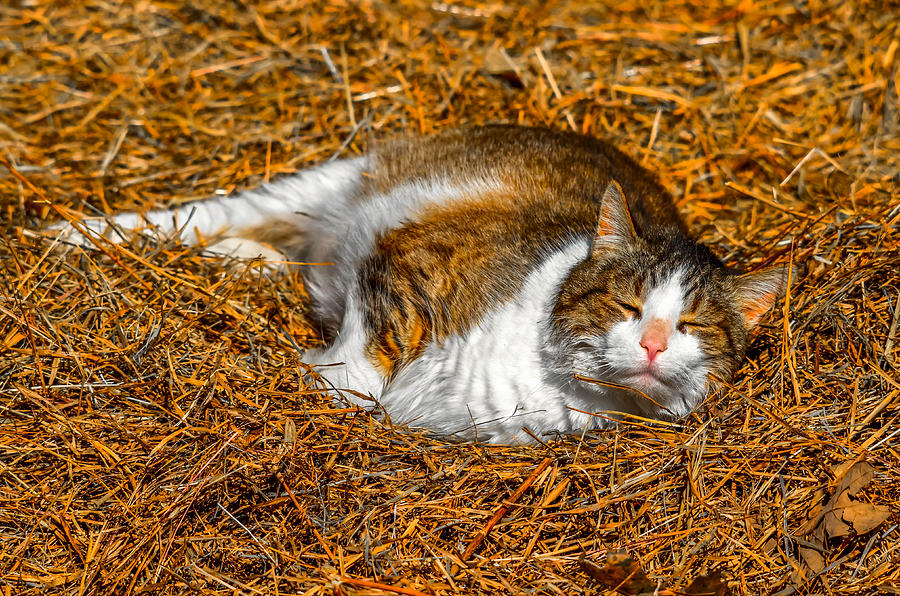 Cat Nap #1 Photograph by Brian Stevens