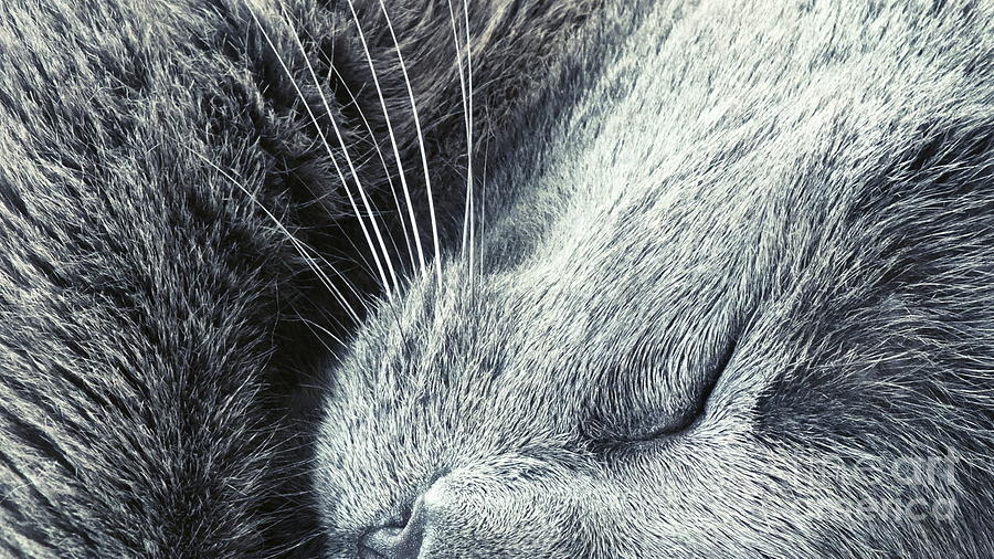 Cat Nap #1 Photograph by Karen Lewis