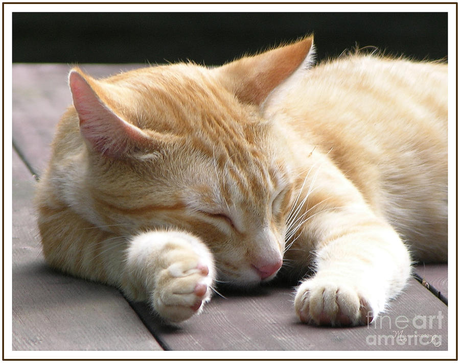 Cat Nap Photograph by Mariarosa Rockefeller