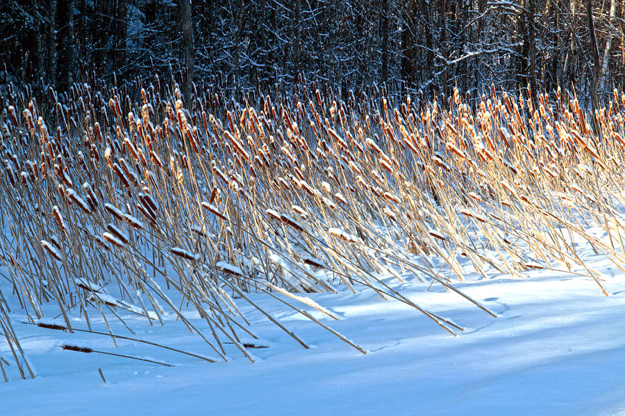Cat Tails in Winter #1 Photograph by Jim Vance