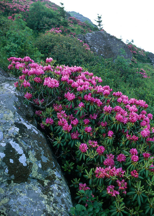 Appalachia Photograph - Catawba Rhododendron #1 by Kenneth Murray