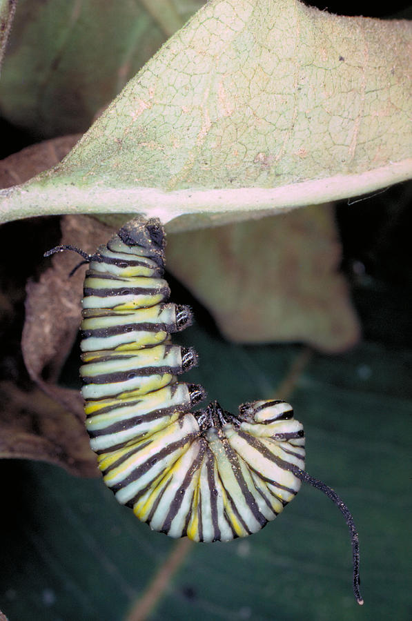 Caterpillar Changing Into Chrysalis #1 Photograph by Millard H. Sharp