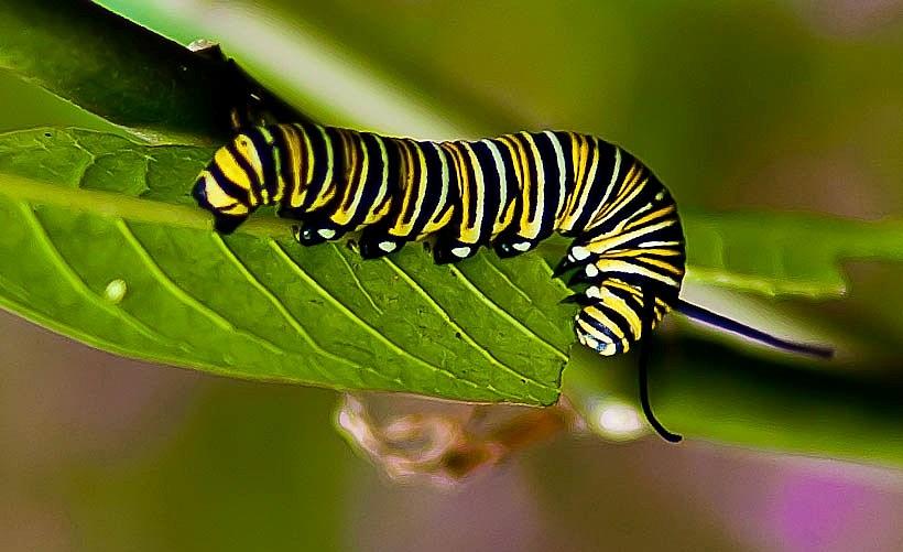 Caterpillar #1 Photograph by Craig Watanabe