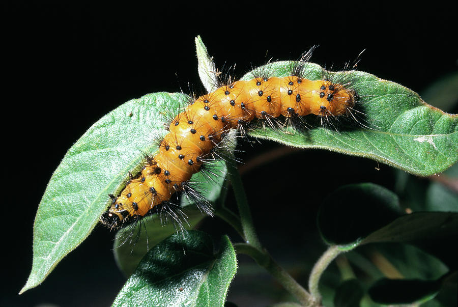 Wildlife Photograph - Caterpillar #1 by Dr Morley Read/science Photo Library