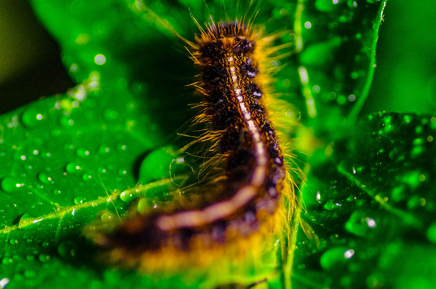 Caterpillar #1 Photograph by Gerald Kloss