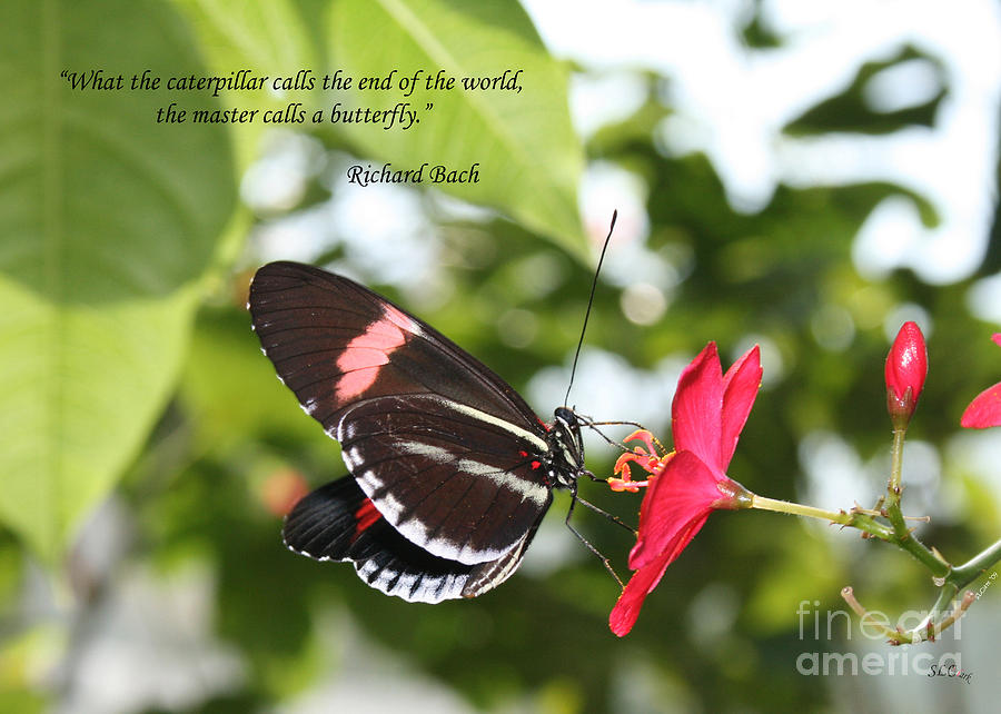 Butterfly Photograph - Caterpiller to a Butterfly by Sandra Clark