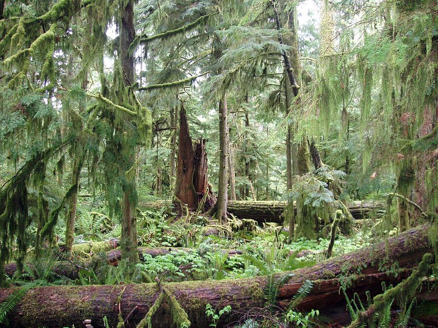 Cathedral Grove Photograph by Marilyn Wilson