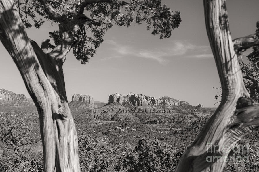 Cathedral Rock framed by Juniper in Sedona Arizona #1 Photograph by Ken Brown