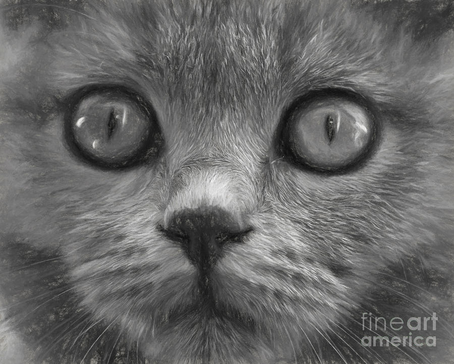 Cats eyes #1 Photograph by Sheila Smart Fine Art Photography