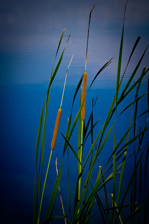 Cattails #1 Photograph by Doug Long