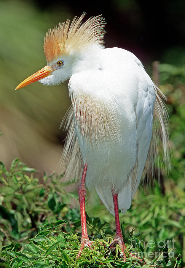 Cattle Egret Adult In Breeding Plumage Photograph By Millard H Sharp   1 Cattle Egret Adult In Breeding Plumage Millard H Sharp 