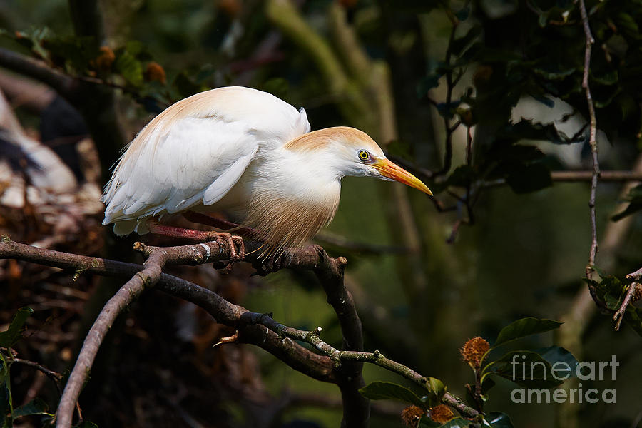 Cattle egret in a tree #1 Photograph by Nick  Biemans
