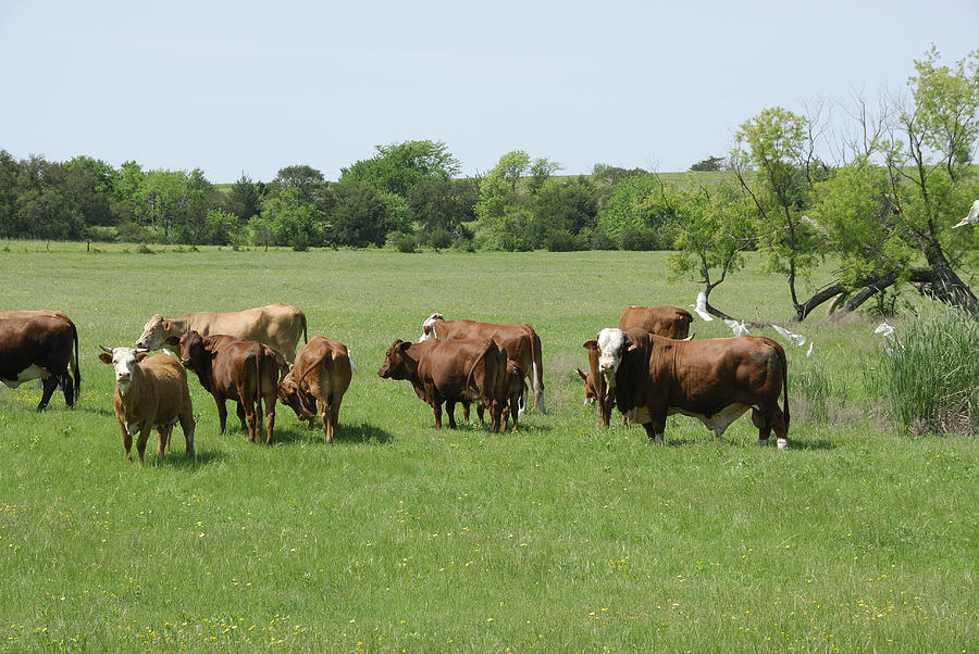 Cattle Grazing Photograph by Charles Beeler