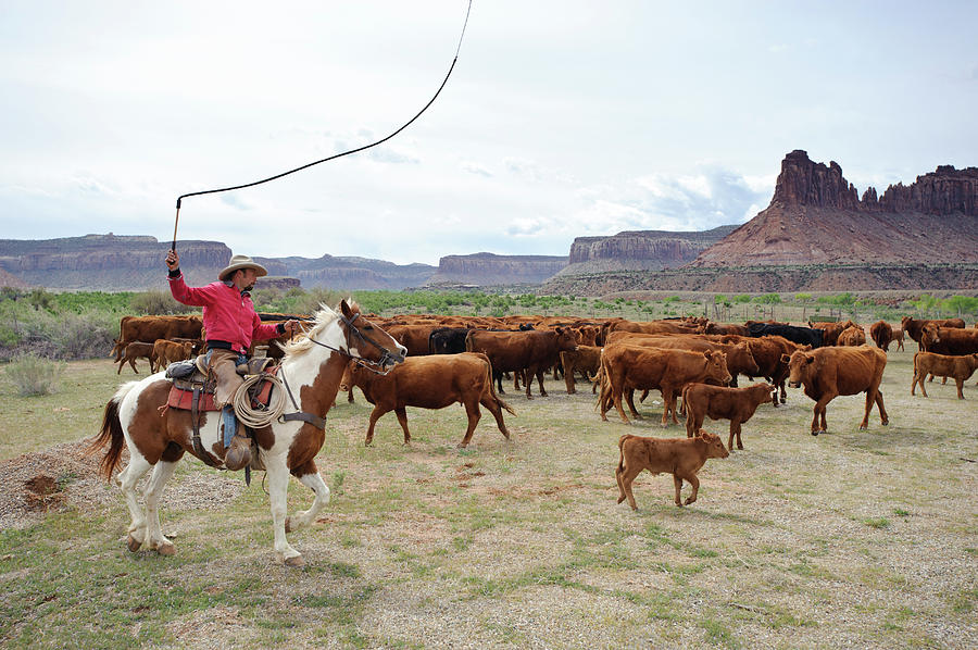 Cattle Roundup On A Ranch, Next Photograph by Ted Wood - Fine Art America