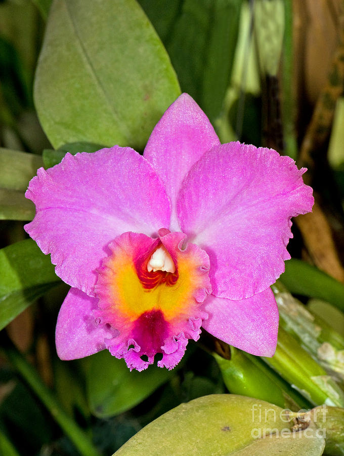 Cattleya Photograph by Millard H. Sharp | Fine Art America