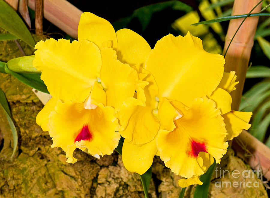Cattleya Orchid #1 Photograph by Millard H. Sharp
