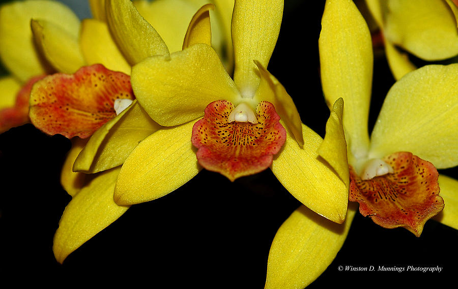 Cattleyas Photograph - Cattleya Orchid #1 by Winston D Munnings