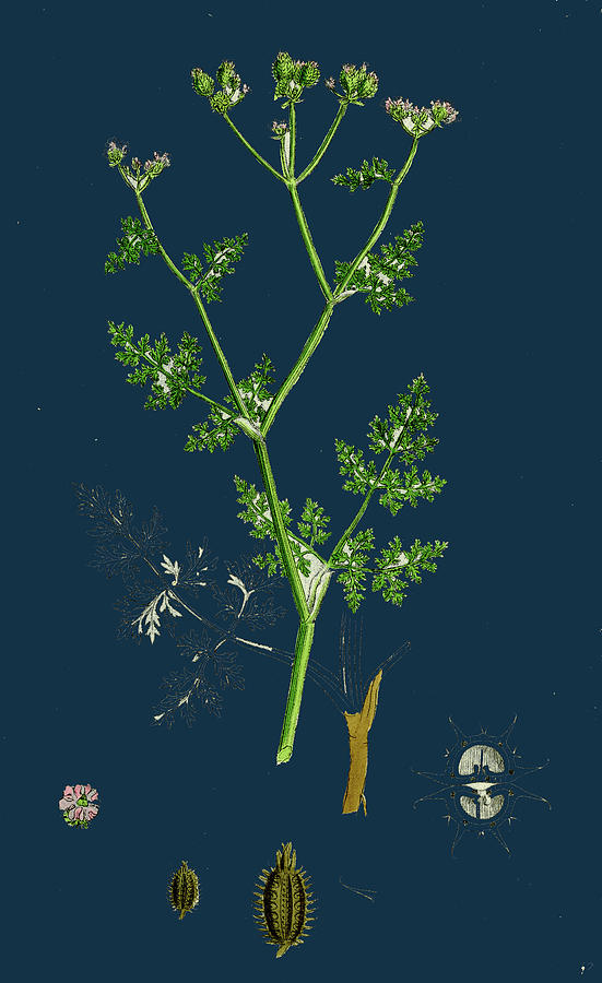 Caucalis Daucoides Small Bur-parsley Drawing by English School - Fine ...