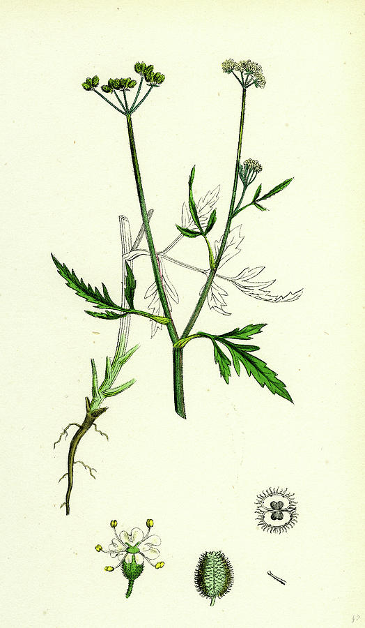 Caucalis Infesta Field Hedge-parsley Drawing by English School - Fine ...