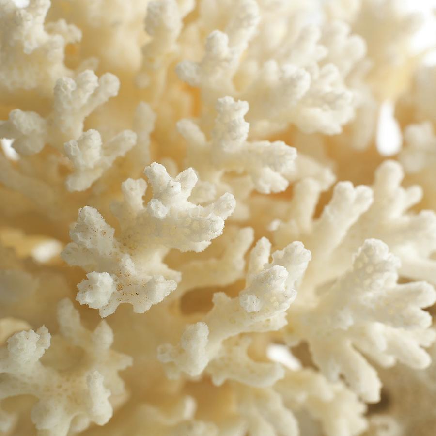 Nature Photograph - Cauliflower Coral #1 by Science Photo Library