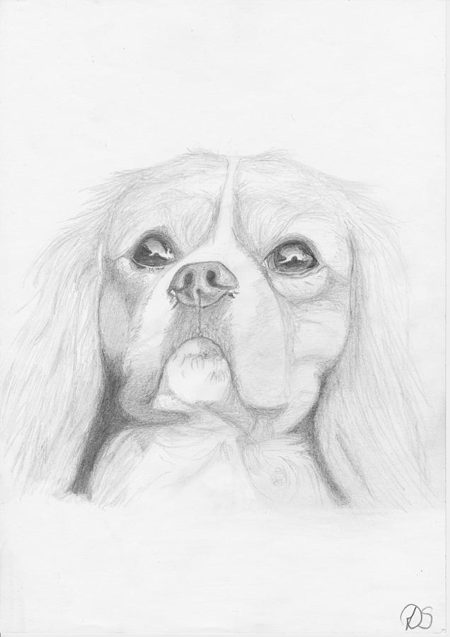 Dog Drawing - Cavalier King Charles Spaniel #1 by David Smith