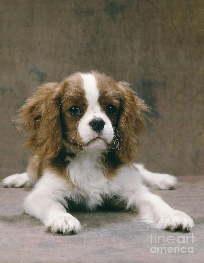 Cavalier King Charles Spaniel Pup #1 Photograph by John Daniels