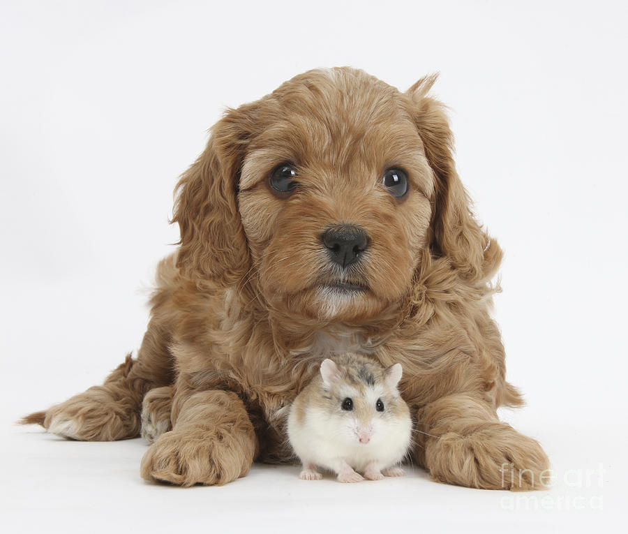Cavapoo Puppy And Roborovski Hamster #1 Photograph by Mark Taylor