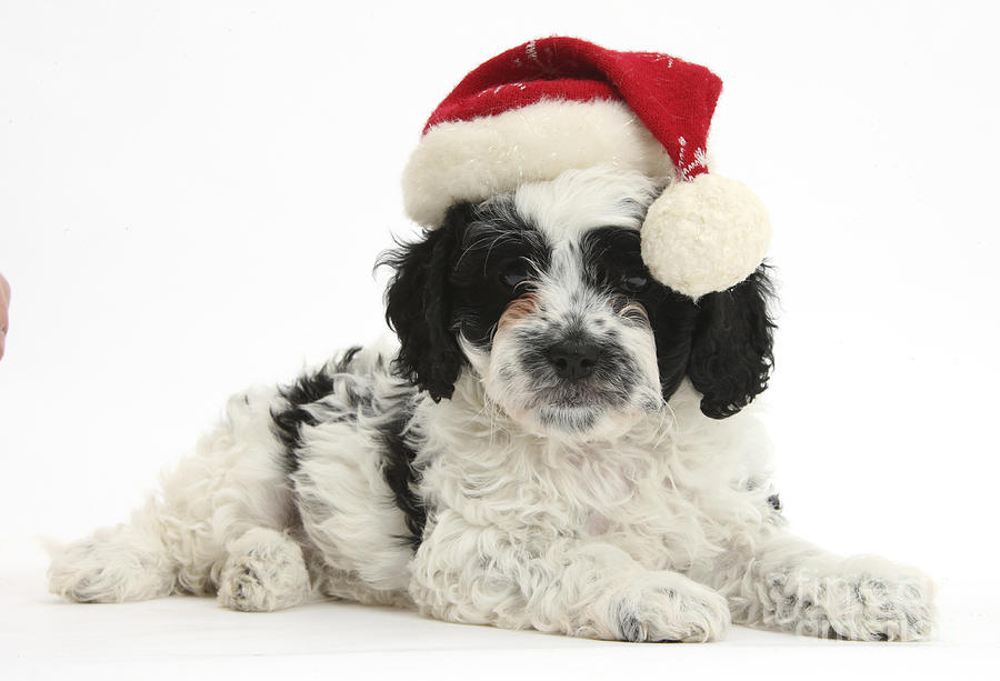 Cavapoo Puppy In Christmas Hat #1 Photograph by Mark Taylor